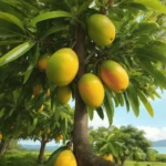 mango on tree images