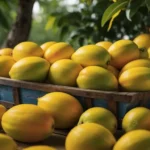 mango hd images download